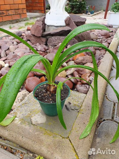 Гиппеаструм