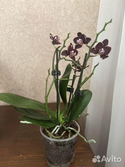 Орхидея фаленопсис Banana Chocolate