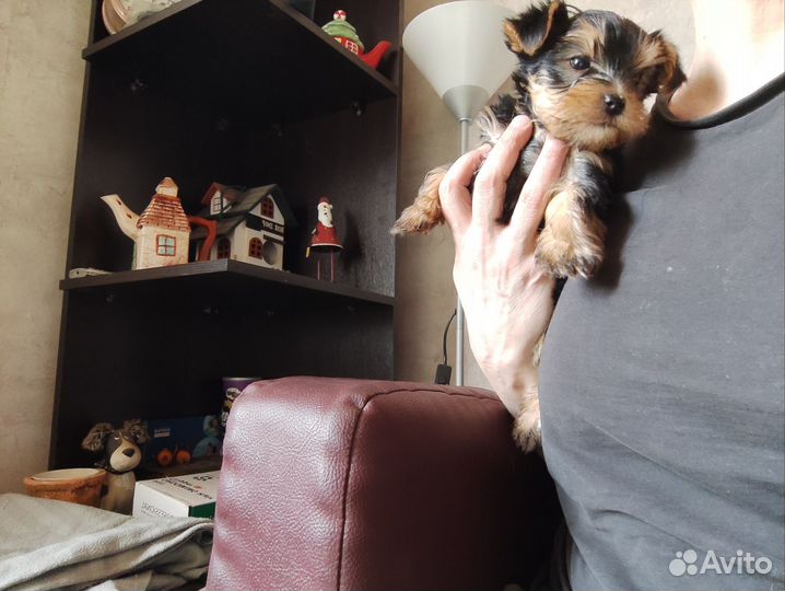 Йоркширский терьер щенки