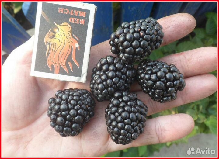 Саженец Ежевики 