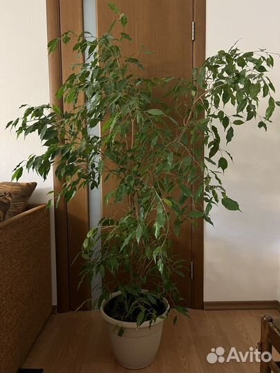 Фикус бенжамина большой китайская роза большая