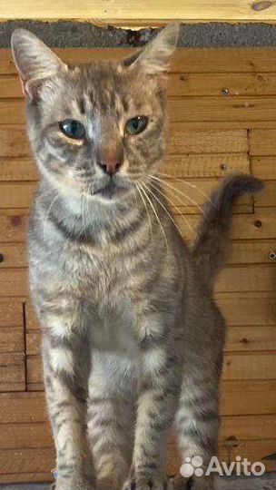 Кошки в добрые руки бесплатно