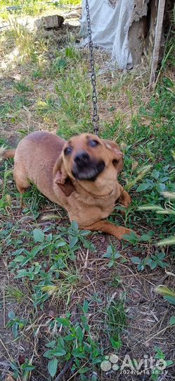 Такса в добрые руки