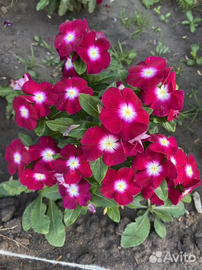 Катарантус