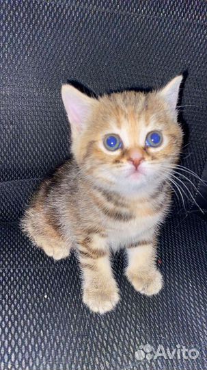Шотландская кошечка