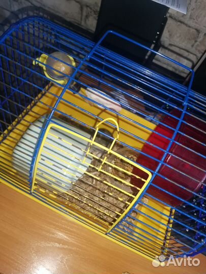 Хомяки джунгарики с клеткой