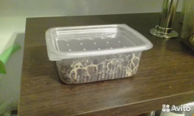 Гриндальский червь, гриндаль на корм рыбкам