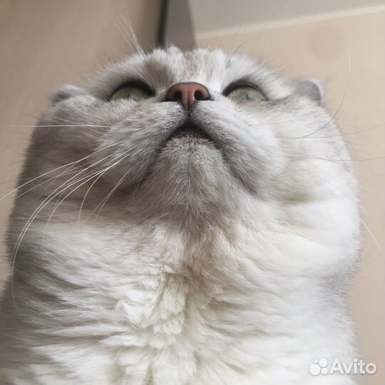 Вязка кот британец