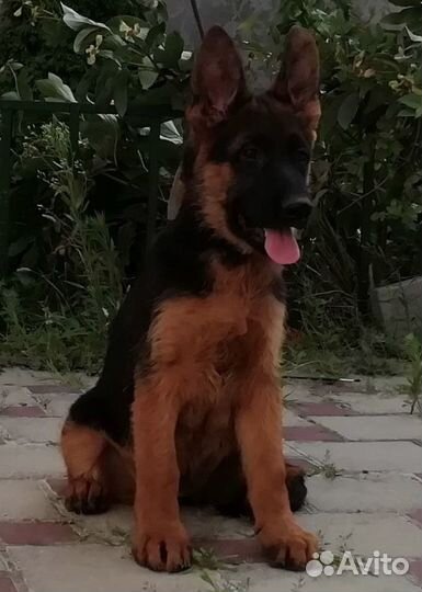 Щенок овчарки