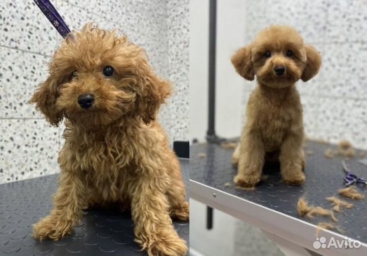 Груминг собак и кошек, уход за животными