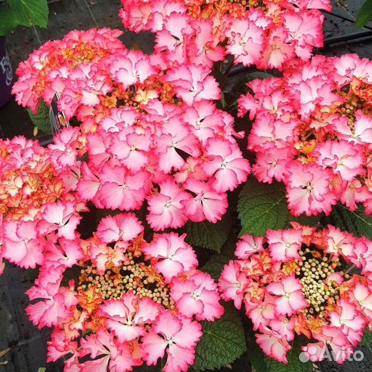 Гортензия френч канкан роуз и блю