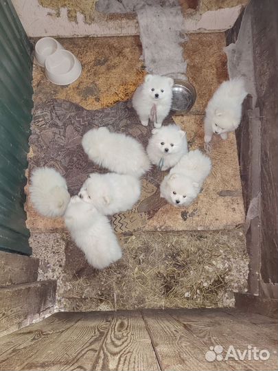 Щенки шпица