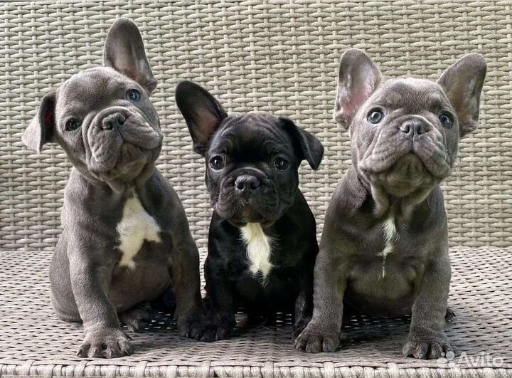 Французский бульдог