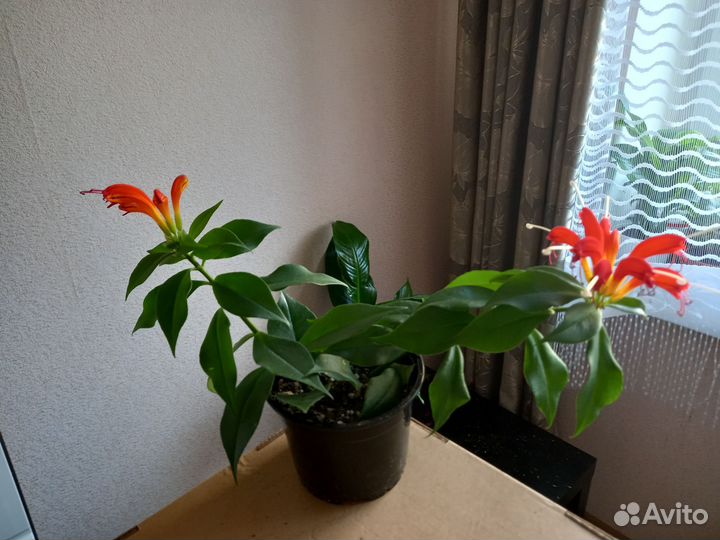 Эсхинантус жар птица