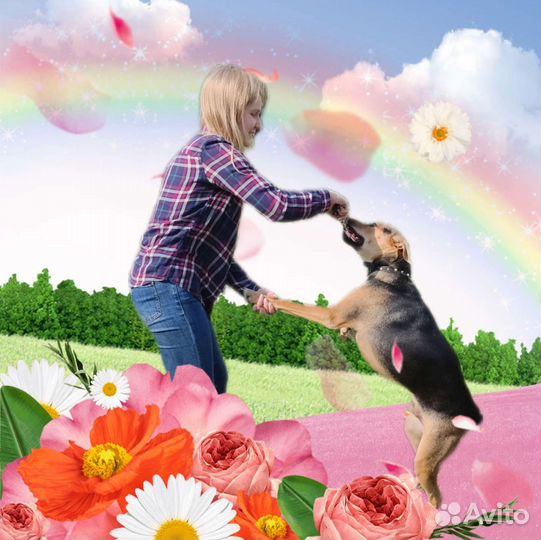 Собака в добрые руки