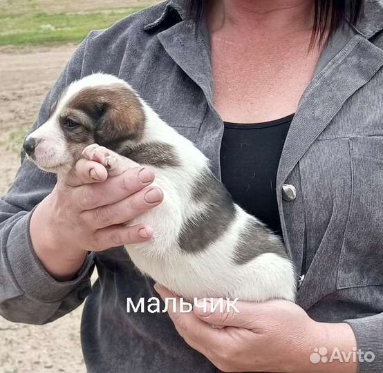 Двортерьер