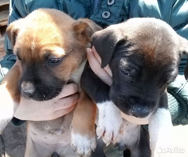 Щенки американского стаффорда