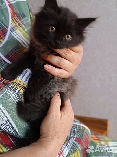 Кошка в дар