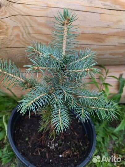 Ель голубая