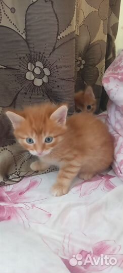 Отдам в добрые руки