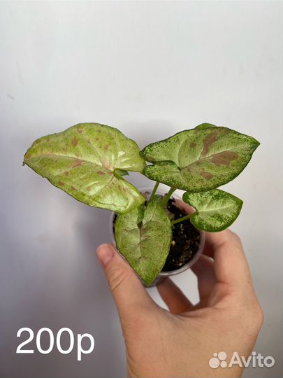 Сингониум конфетти милк