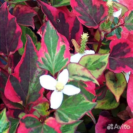 Хаутюнья сердцевидная вариегатная