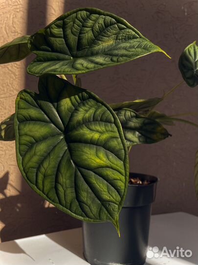 Алоказия шкура дракона