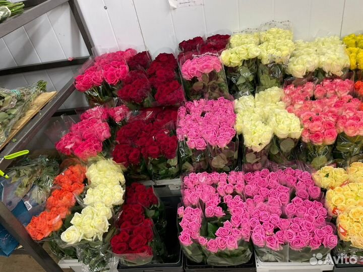 Букет из 51 101 розы эквадор