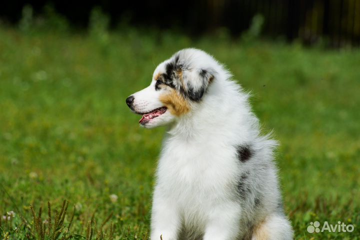 Австралийская овчарка (аусси)