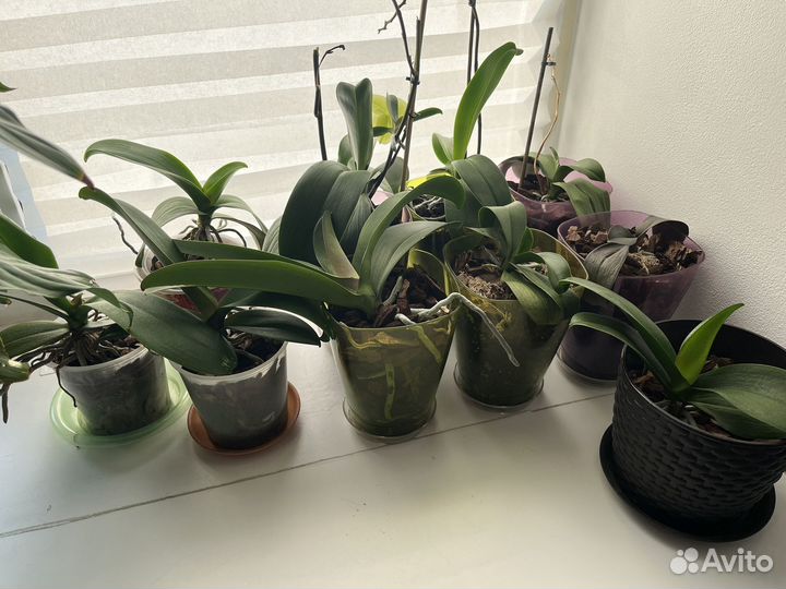 Орхидея фаленопсис