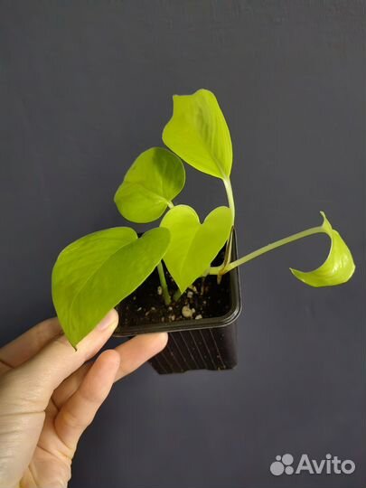 Сциндапсусы,эпипремнумы