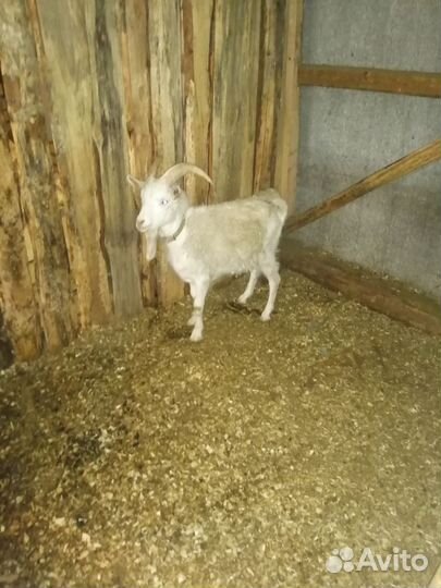 Козы и козёл