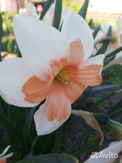 Луковицы нарциссов