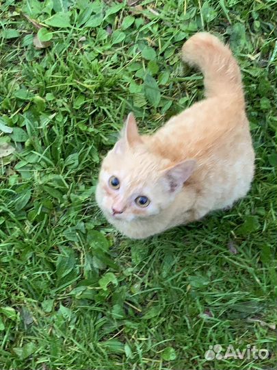 Котенок в добрые руки