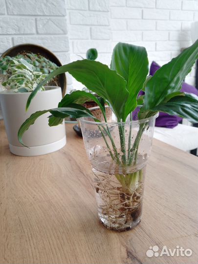 Спатифиллум