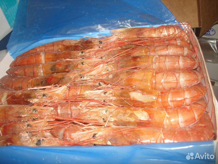 Аргентинская креветка L1 (Лангустины) с головой