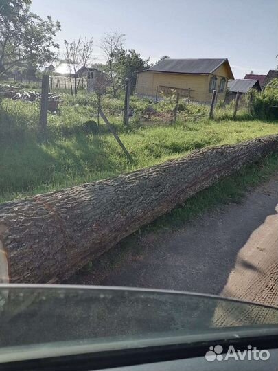 Продам ствол дуба