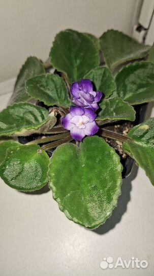 Фиалки, стрептокарпус