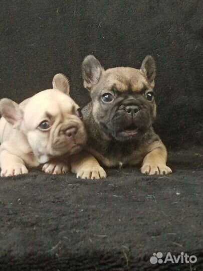 Детки французский бульдог