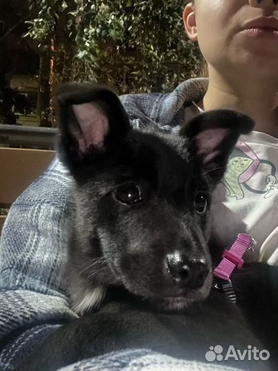 Щеночек в добрые руки