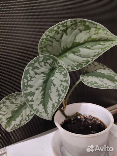 Сциндапсус