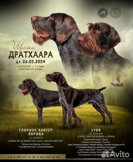 Щенок дратхаара в Санкт-Петербурге