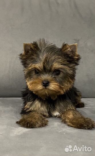 Йоркширский терьер девочка