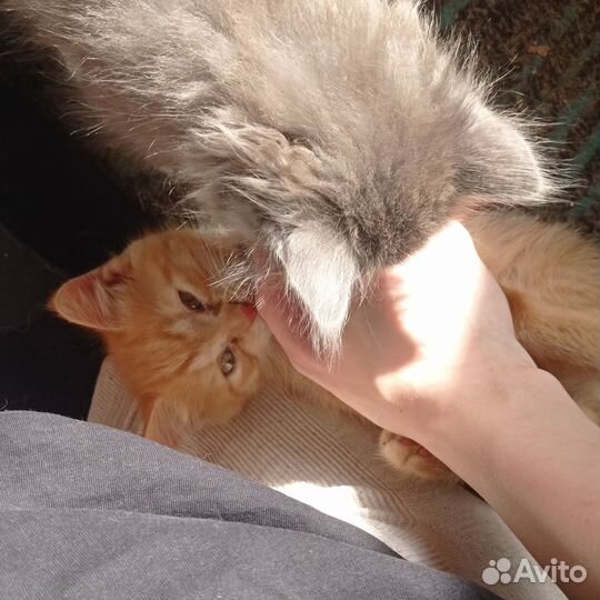 Котики в добрые руки