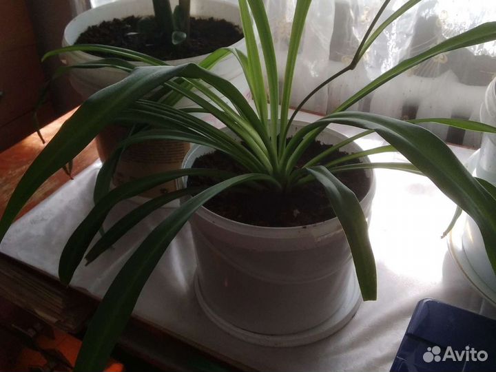 Хлорофитум