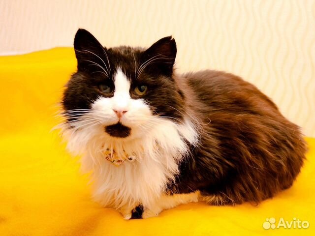 Кот в Добрые руки