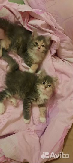 Котята в добрые руки бесплатно