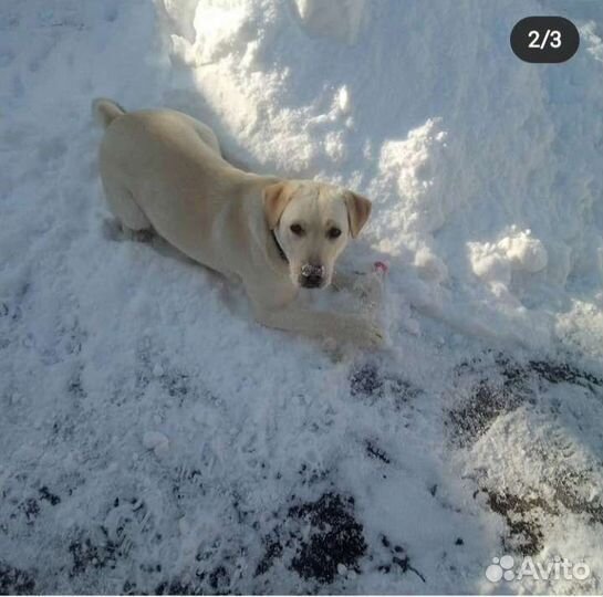 Вязка девочка лабрадор