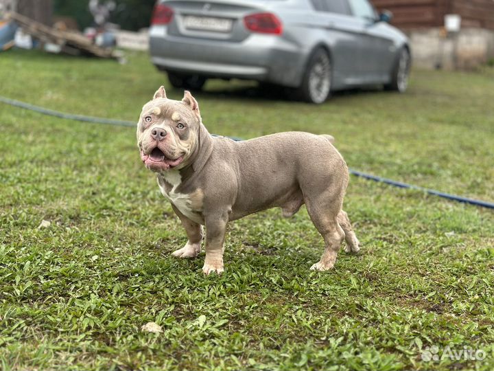 Американский булли покет вязка