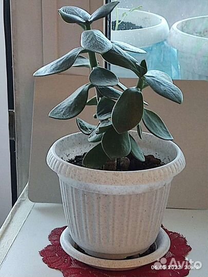 Денежное дерево толстянка крассула